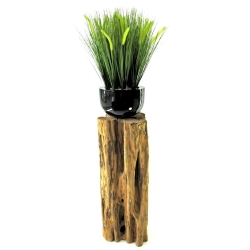 Bouquet di Pennisetum foxtailgrass 50cm