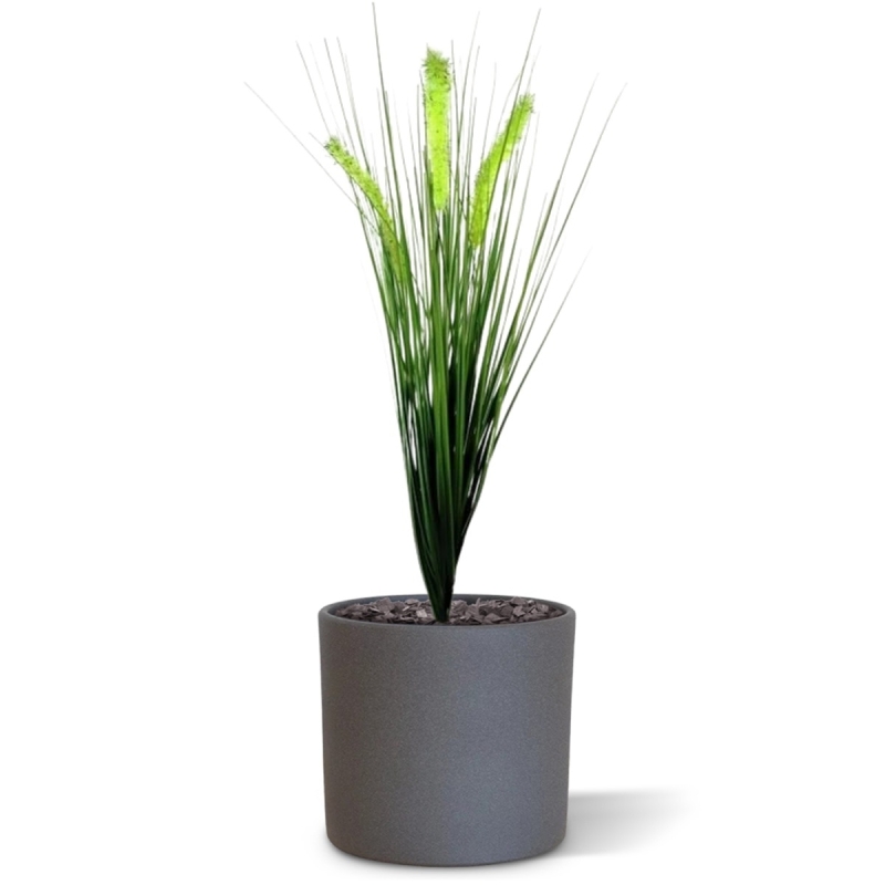 Bouquet di Pennisetum foxtailgrass 50cm