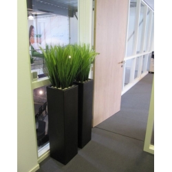 Bouquet di Pennisetum foxtailgrass 50cm