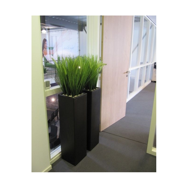 Bouquet di Pennisetum foxtailgrass 50cm