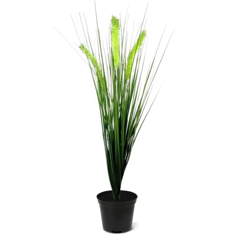 Bouquet di Pennisetum foxtailgrass 50cm