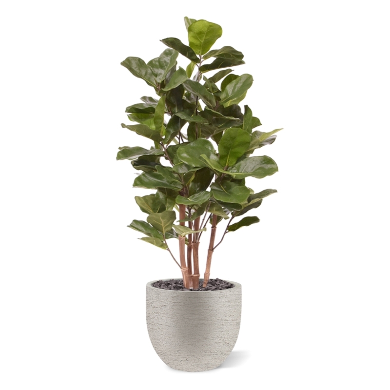 Pianta artificiale Royal Lyrata 105 cm