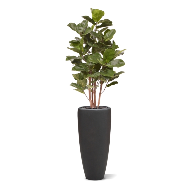 Pianta artificiale Royal Lyrata 105 cm