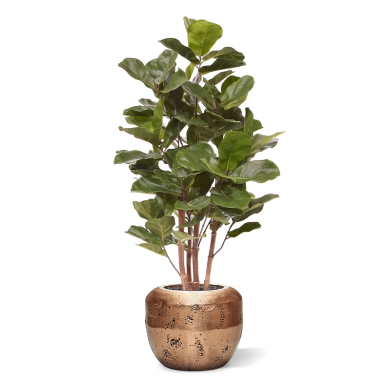Pianta artificiale Royal Lyrata 105 cm