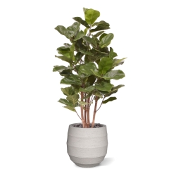 Pianta artificiale Royal Lyrata 105 cm