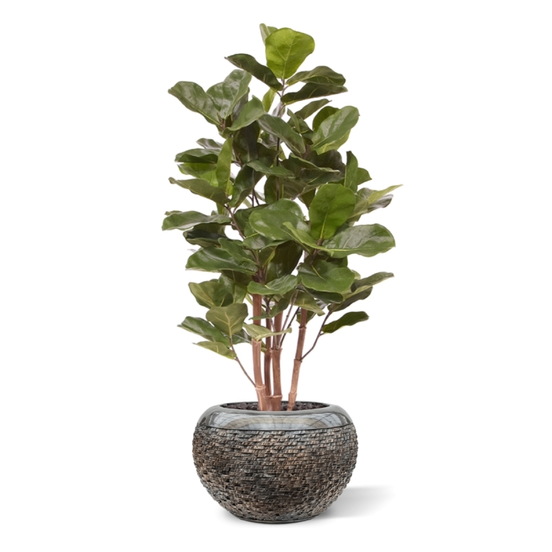 Pianta artificiale Royal Lyrata 105 cm