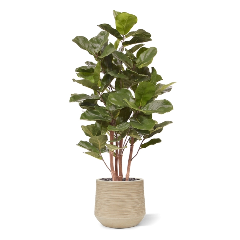 Pianta artificiale Royal Lyrata 105 cm