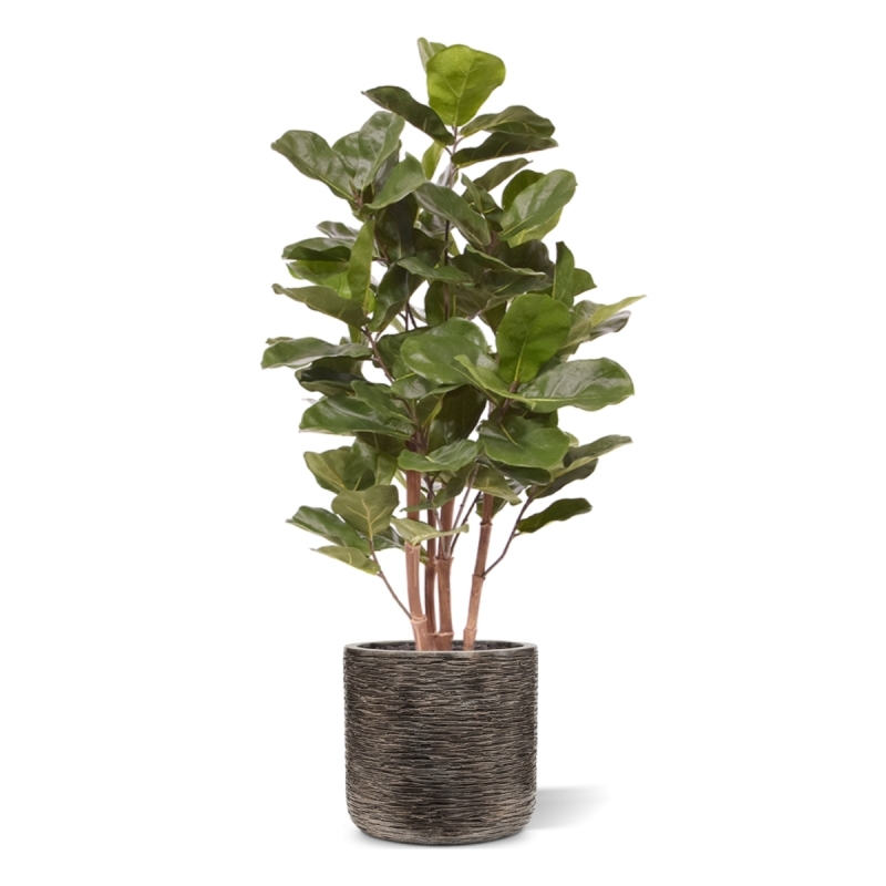 Pianta artificiale Royal Lyrata 105 cm