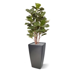 Pianta artificiale Royal Lyrata 105 cm