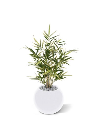 Pianta artificiale Royal Bamboo 70 cm - variegata