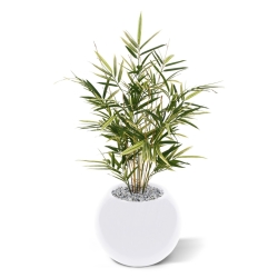 Pianta artificiale Royal Bamboo 70 cm - variegata