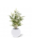 Pianta artificiale Royal Bamboo 70 cm - variegata