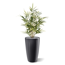 Pianta artificiale Royal Bamboo 70 cm - variegata