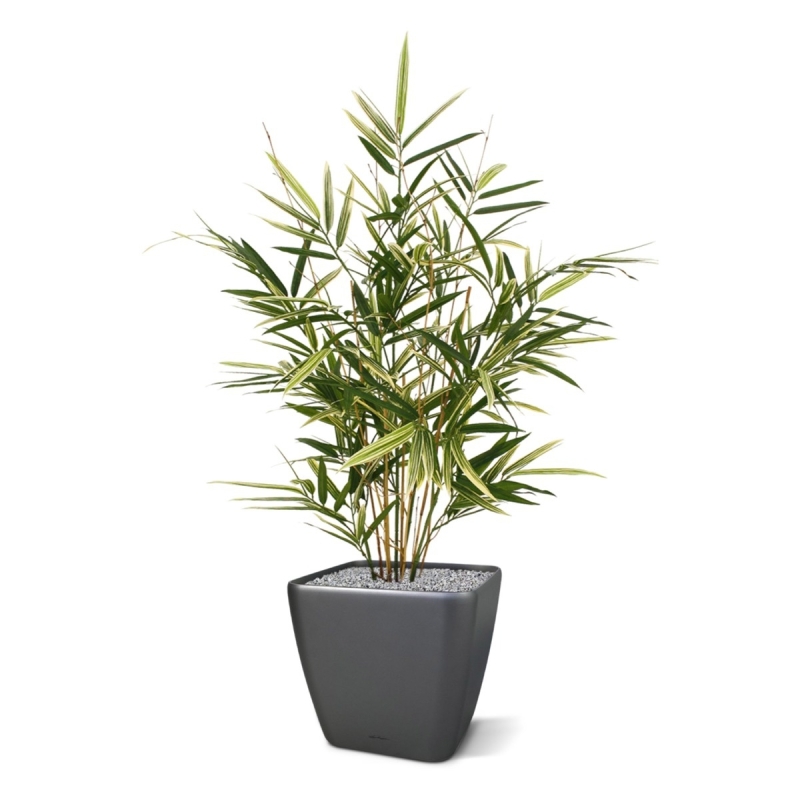 Pianta artificiale Royal Bamboo 70 cm - variegata