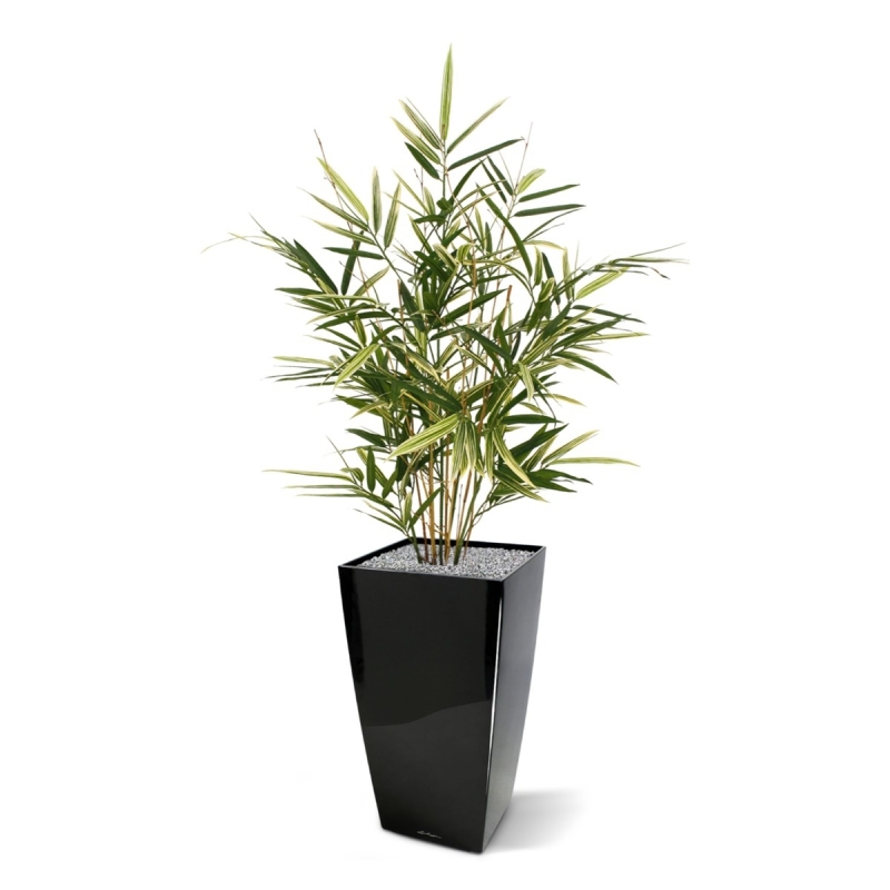 Pianta artificiale Royal Bamboo 70 cm - variegata