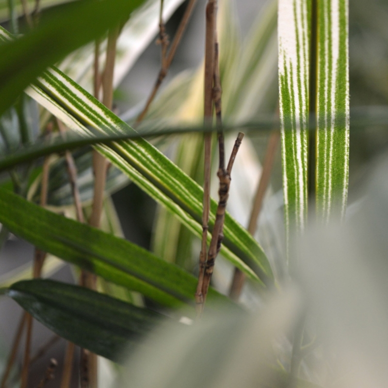 Pianta artificiale Royal Bamboo 70 cm - variegata