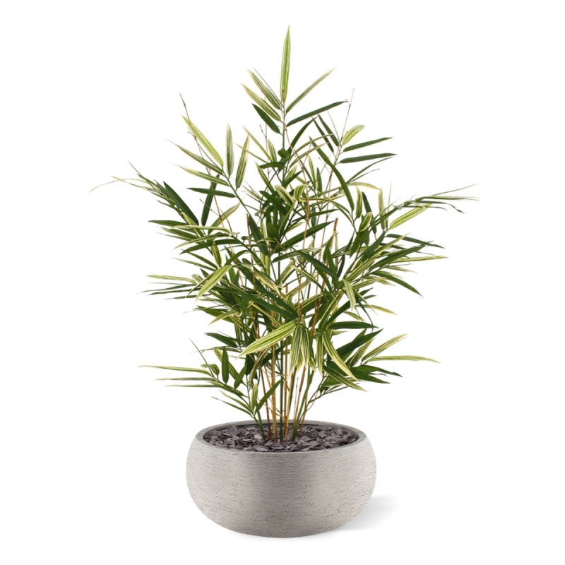 Pianta artificiale Royal Bamboo 70 cm - variegata