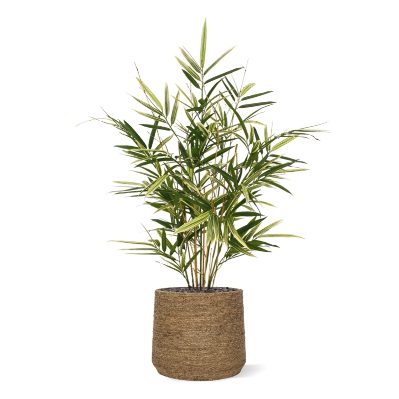Pianta artificiale Royal Bamboo 70 cm - variegata