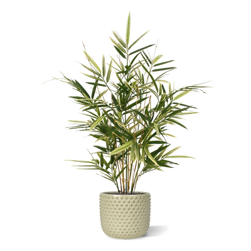 Pianta artificiale Royal Bamboo 70 cm - variegata