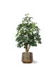 Pianta artificiale di Schefflera Exotica 120 cm