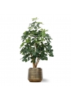 Pianta artificiale di Schefflera Exotica 120 cm