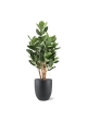 Ficus Audrey Deluxe Artificiale 120cm