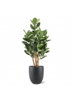 Ficus Audrey Deluxe Artificiale 120cm
