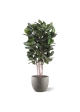 Ficus Audrey Colonna Deluxe Artificiale 155cm