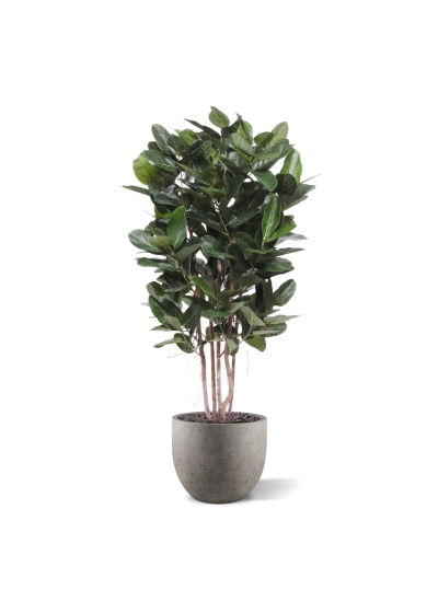 Ficus Audrey Colonna Deluxe Artificiale 155cm