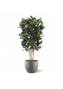 Ficus Audrey Colonna Deluxe Artificiale 155cm
