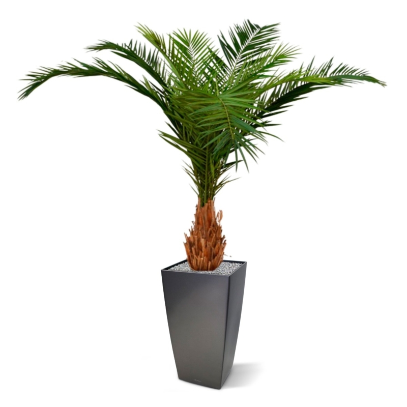 Canarie Phoenix palma artificiale deluxe 210 cm