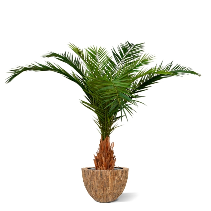 Canarie Phoenix palma artificiale deluxe 210 cm