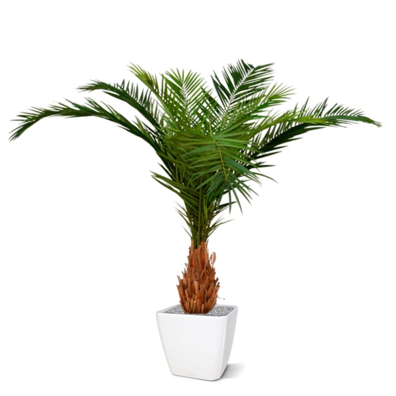 Canarie Phoenix palma artificiale deluxe 210 cm