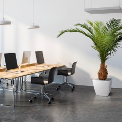 Canarie Phoenix palma artificiale deluxe 210 cm
