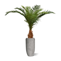 Canarie Phoenix palma artificiale deluxe 210 cm