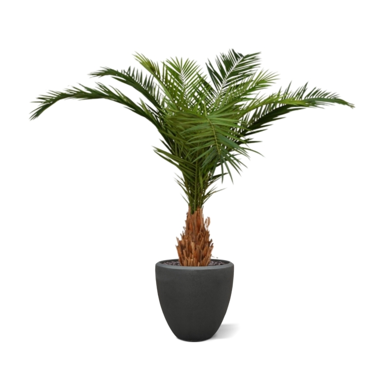 Canarie Phoenix palma artificiale deluxe 210 cm