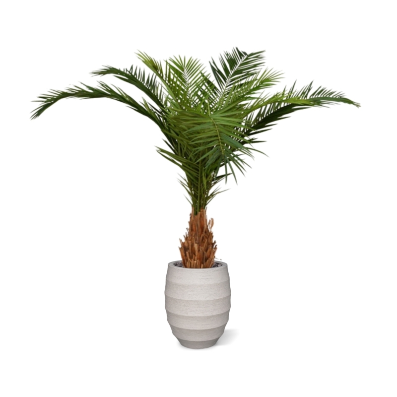 Canarie Phoenix palma artificiale deluxe 210 cm