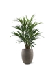Kentia Palm XL Deluxe 140 cm