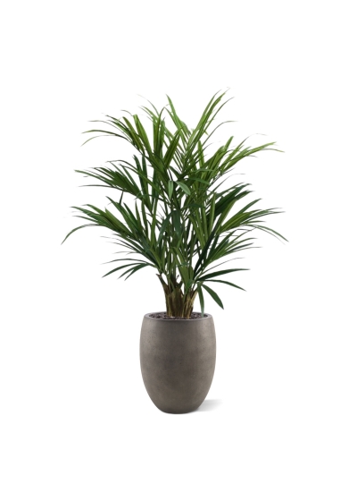 Kentia Palm XL Deluxe 140 cm