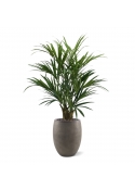 Kentia Palm XL Deluxe 140 cm