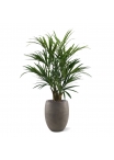 Kentia Palm XL Deluxe 140 cm