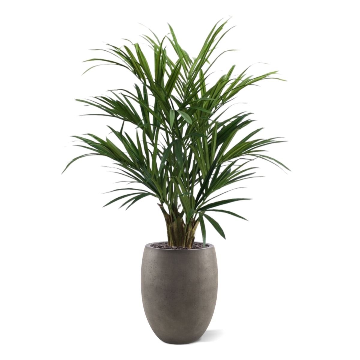 Kentia Palm XL Deluxe 140 cm