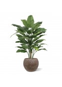 Pianta Spathiphyllum Deluxe Artificiale 130cm