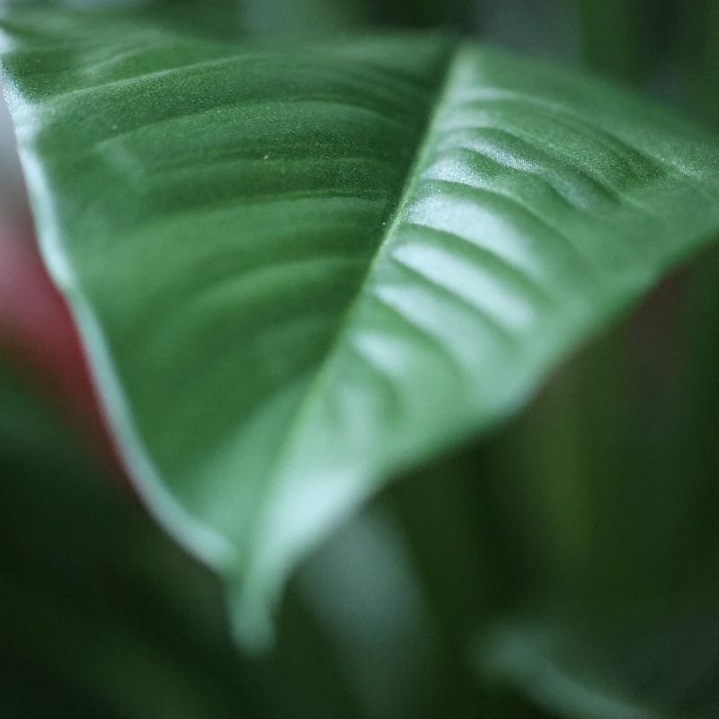 Pianta Spathiphyllum Deluxe Artificiale 130cm