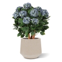 Ortensia Artificiale UV Deluxe 80cm Blu