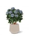 Ortensia Artificiale UV Deluxe 80cm Blu