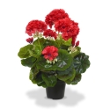 Geranio artificiale in vaso 40cm - rosso