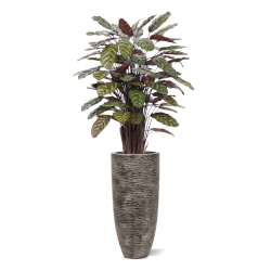 Calathea Makoyana Rosso artificiale Deluxe 115cm