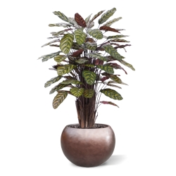 Calathea Makoyana Rosso artificiale Deluxe 115cm