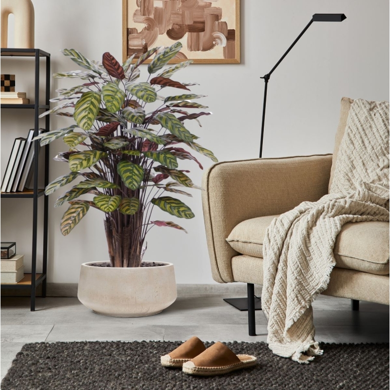 Calathea Makoyana Rosso artificiale Deluxe 115cm